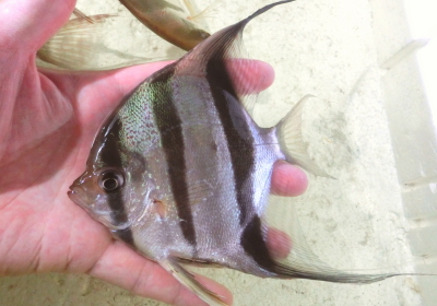 長期ストック アルタムエンゼル | 世界の魚 KATSUAYU 勝鮎（かつあゆ）