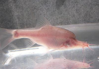 cavefish2015052407