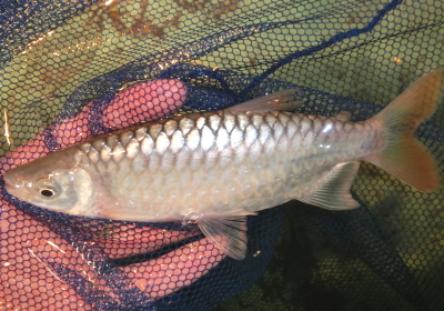 野生 魚 ストア トリートメント