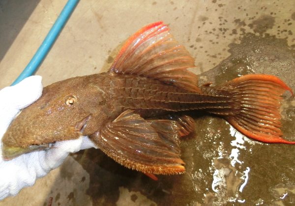 もうすぐGW☆プレコ祭り始めます～！！ | 世界の魚 KATSUAYU 勝鮎（かつあゆ）